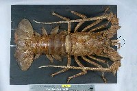 藏品(錦繡龍蝦)的圖片